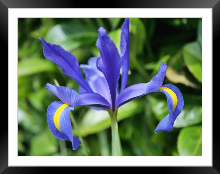 Iris  Framed Mounted Print by Roy Hinchliffe