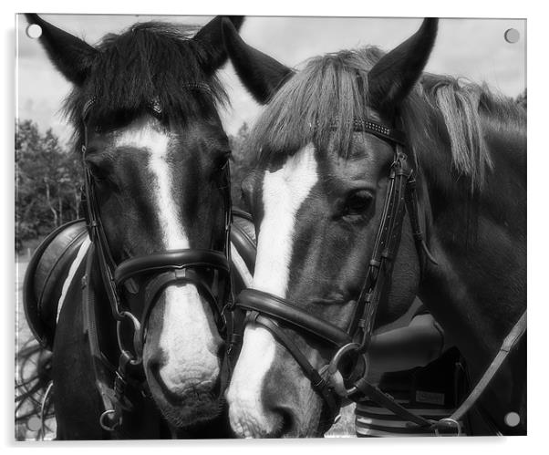 Horses Acrylic by Sam Smith