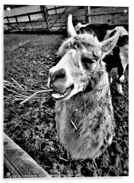 Llama chewing grass Acrylic by mike kearns