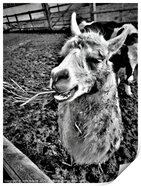 Llama chewing grass Print by mike kearns