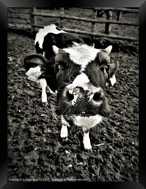Nosey Cow Framed Print by mike kearns