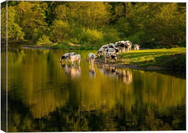 Cows in River Dee outside Llangollen in Wales Canvas Print by Steve Heap