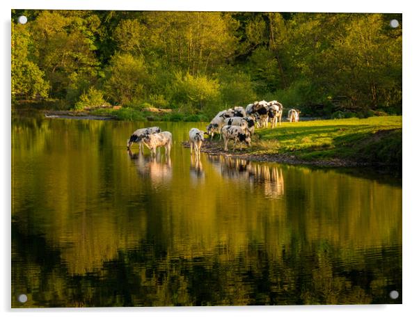 Cows in River Dee outside Llangollen in Wales Acrylic by Steve Heap