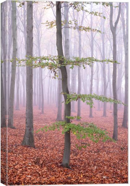 Misty wood tree Canvas Print by Martin Williams