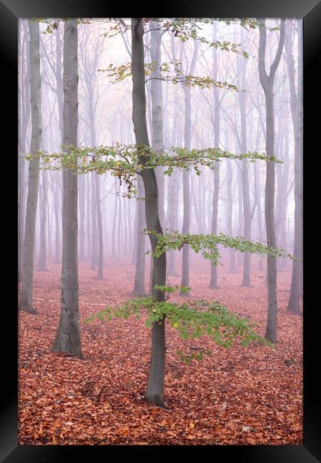 Misty wood tree Framed Print by Martin Williams