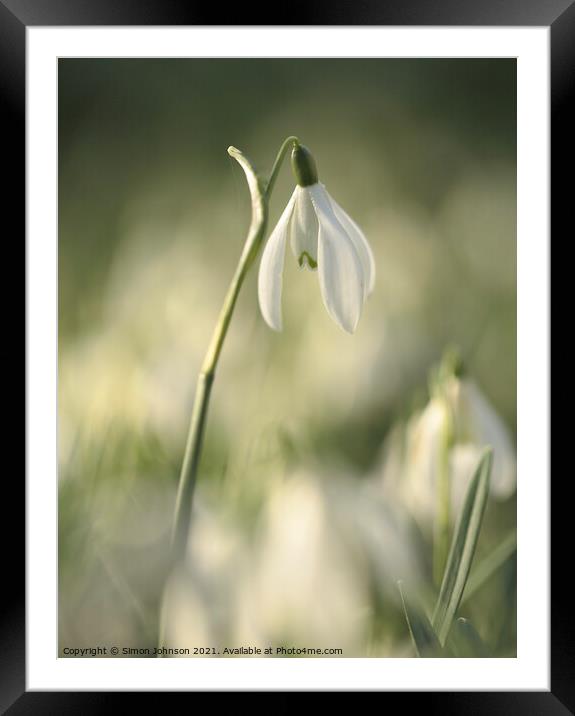 Stand out Snowdrop Framed Mounted Print by Simon Johnson