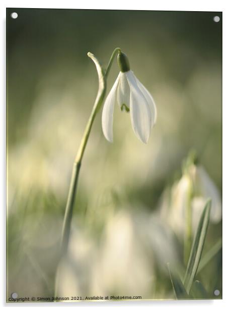 Stand out Snowdrop Acrylic by Simon Johnson