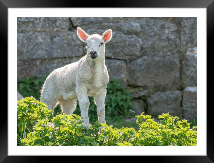 Single new born lamb backlit against stone wall Framed Mounted Print by Steve Heap