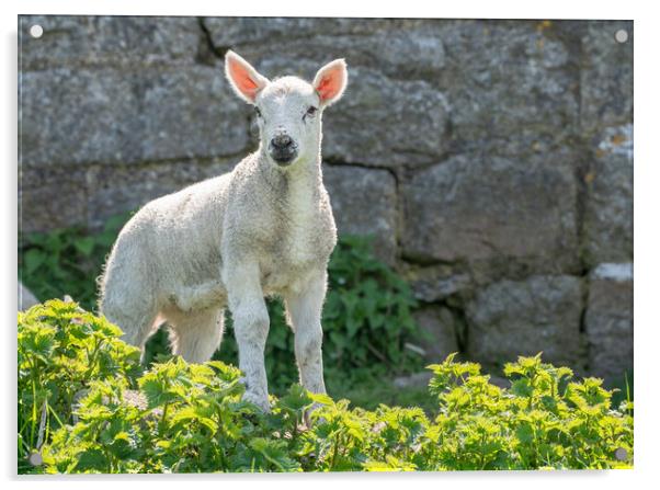 Single new born lamb backlit against stone wall Acrylic by Steve Heap