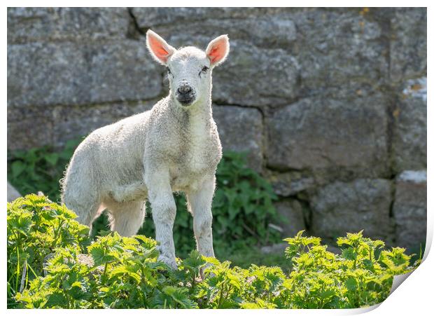 Single new born lamb backlit against stone wall Print by Steve Heap