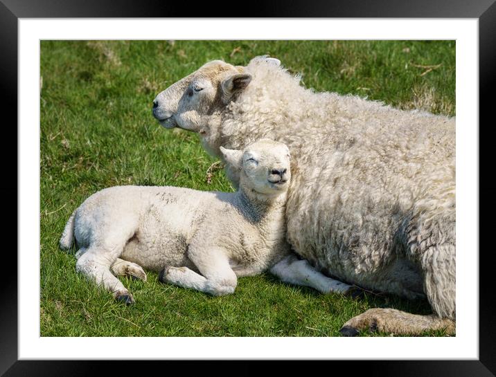 Single new born lamb with ewe relaxed on grass Framed Mounted Print by Steve Heap
