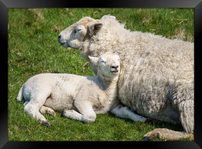 Single new born lamb with ewe relaxed on grass Framed Print by Steve Heap