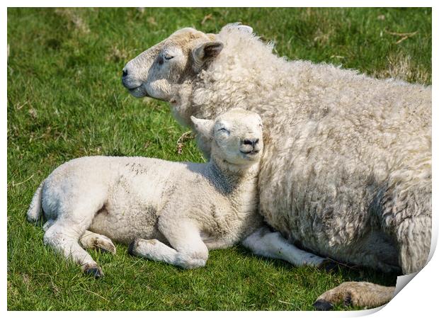Single new born lamb with ewe relaxed on grass Print by Steve Heap