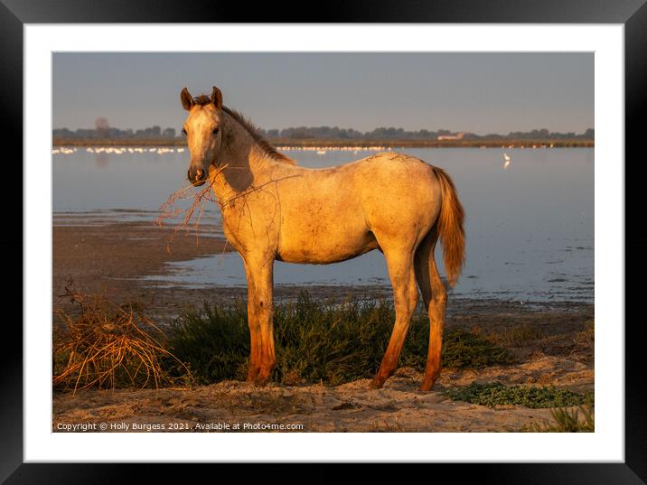 Camargue Horse, one of the foals belonging to the white horse  Framed Mounted Print by Holly Burgess