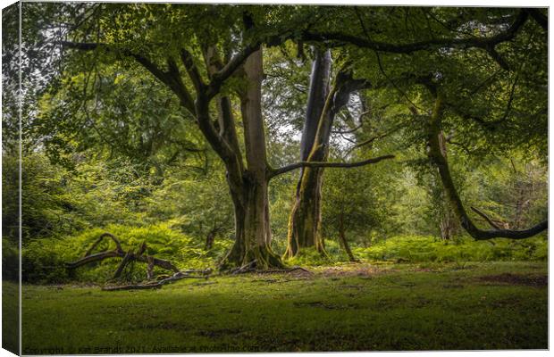 Old Beech Trees in the New Forest, UK Canvas Print by KB Photo