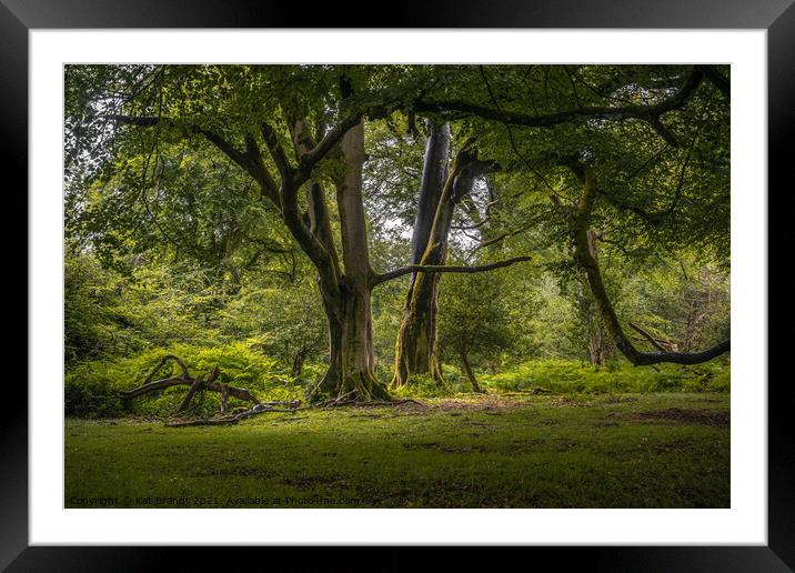Old Beech Trees in the New Forest, UK Framed Mounted Print by KB Photo