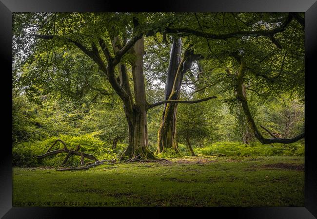 Old Beech Trees in the New Forest, UK Framed Print by KB Photo