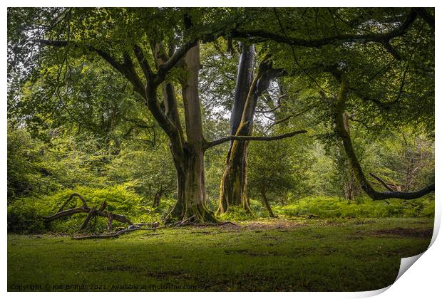 Old Beech Trees in the New Forest, UK Print by KB Photo