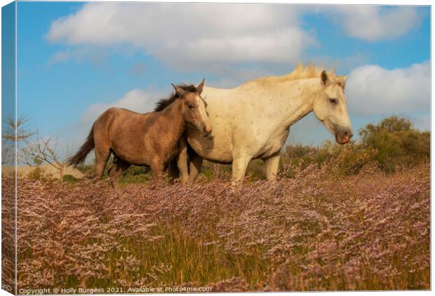 Graceful Camargue Mare and Foal Amidst Heather Canvas Print by Holly Burgess
