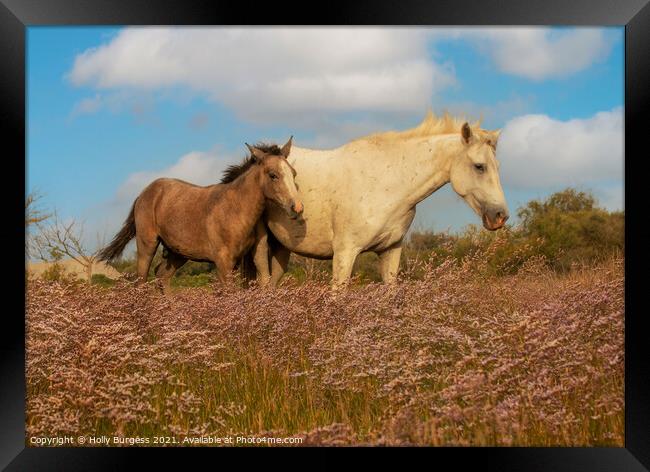 Graceful Camargue Mare and Foal Amidst Heather Framed Print by Holly Burgess
