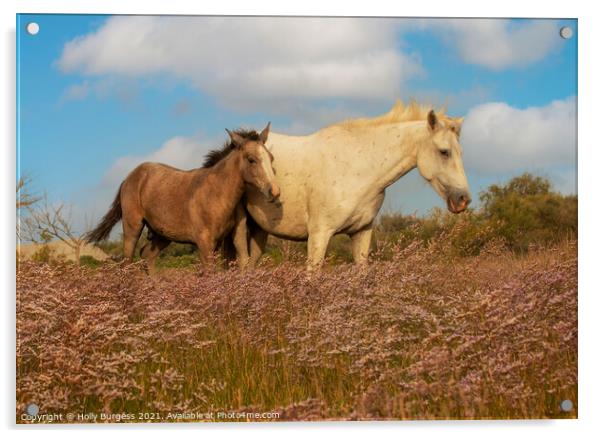 Graceful Camargue Mare and Foal Amidst Heather Acrylic by Holly Burgess