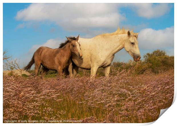Graceful Camargue Mare and Foal Amidst Heather Print by Holly Burgess