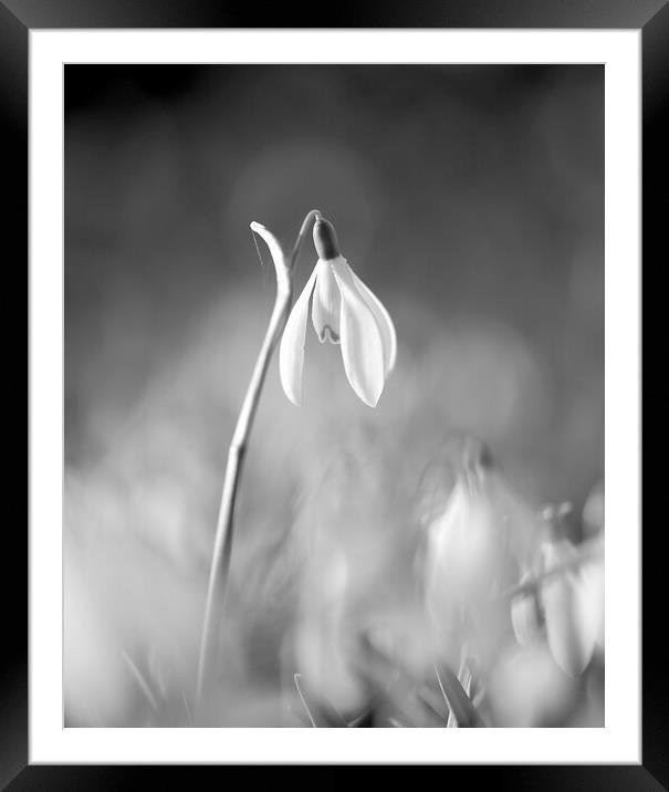 black and white snowdrop Framed Mounted Print by Simon Johnson