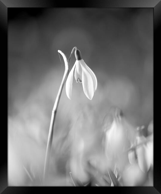 black and white snowdrop Framed Print by Simon Johnson