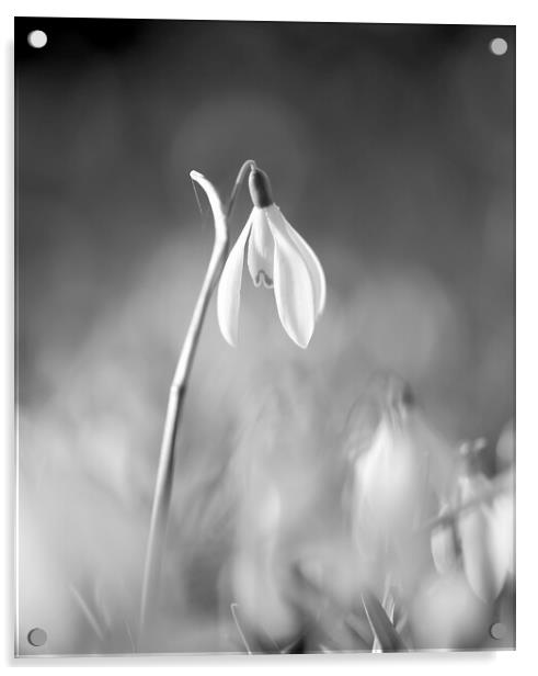 black and white snowdrop Acrylic by Simon Johnson