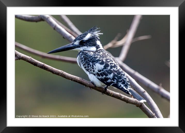 Pied Kingfisher; Ceryle rudis Framed Mounted Print by Steve de Roeck