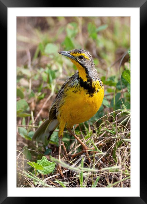 Yellow Throated Longclaw; Macronyx croceus Framed Mounted Print by Steve de Roeck