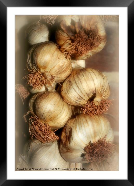 Garlic Galore Framed Mounted Print by Alexandra Lavizzari