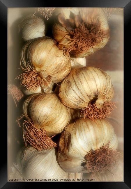 Garlic Galore Framed Print by Alexandra Lavizzari