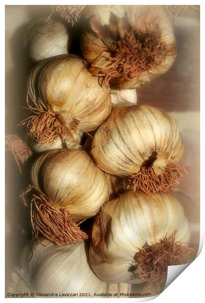 Garlic Galore Print by Alexandra Lavizzari