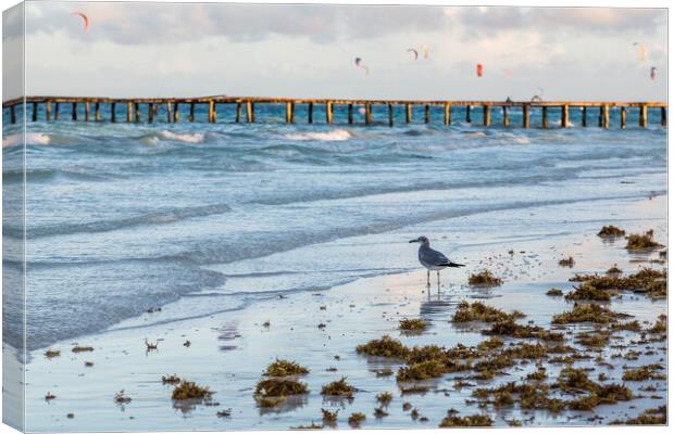 Sea gull scavenges for food Canvas Print by Jason Wells