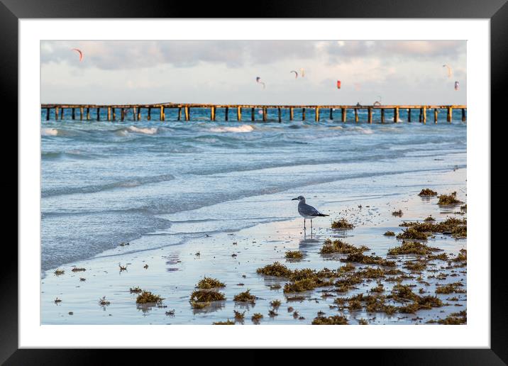Sea gull scavenges for food Framed Mounted Print by Jason Wells