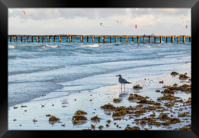 Sea gull scavenges for food Framed Print by Jason Wells