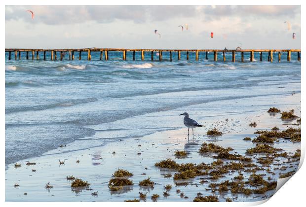 Sea gull scavenges for food Print by Jason Wells