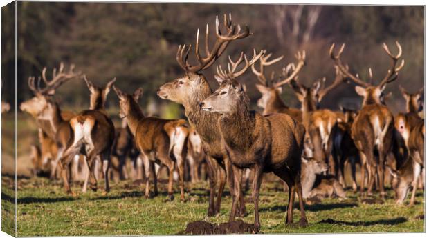Stags stanging guard Canvas Print by Jason Wells