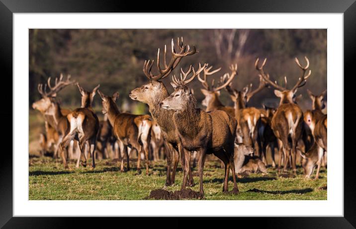 Stags stanging guard Framed Mounted Print by Jason Wells