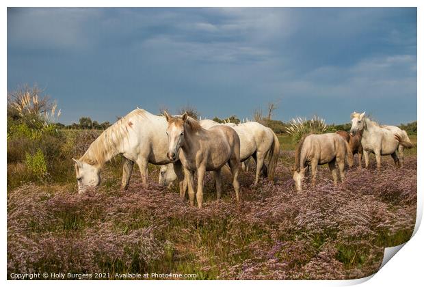 Timeless Elegance of Camargue's White Horses Print by Holly Burgess