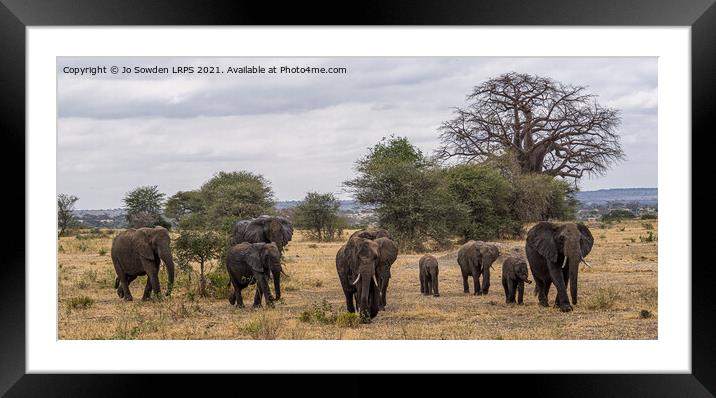 Family of elephants, going for a walk Framed Mounted Print by Jo Sowden