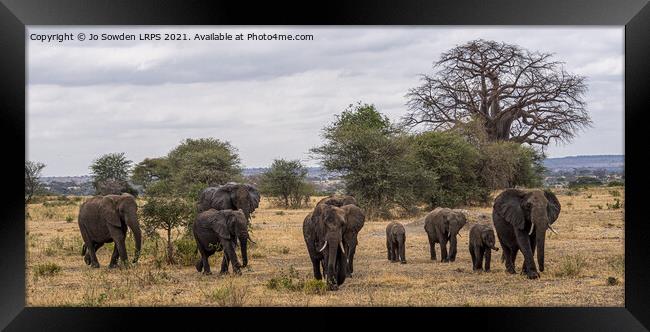 Family of elephants, going for a walk Framed Print by Jo Sowden