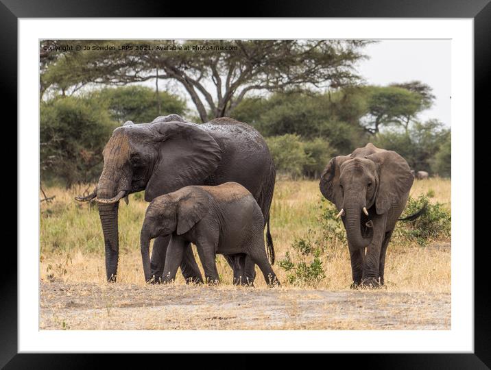 Three elephants Framed Mounted Print by Jo Sowden