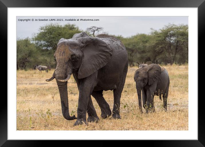 Mum and Baby Safari Stroll Framed Mounted Print by Jo Sowden