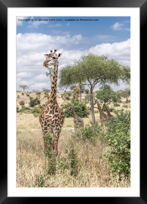 Giraffe Framed Mounted Print by Jo Sowden