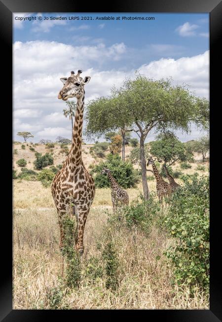 Giraffe Framed Print by Jo Sowden