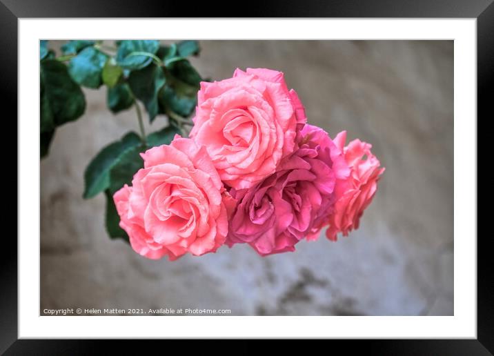Petal Detailed Pink Rose Blooms Framed Mounted Print by Helkoryo Photography