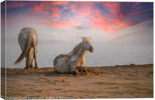 Camargue White horse's taken evening sunset  Canvas Print by Holly Burgess