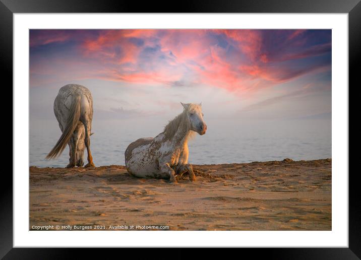 Camargue White horse's taken evening sunset  Framed Mounted Print by Holly Burgess